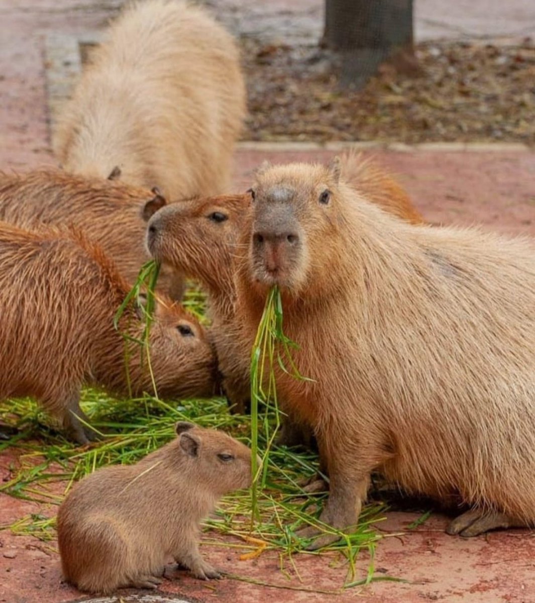 ランチをお楽しみください
#カピバラ #昼食をとる