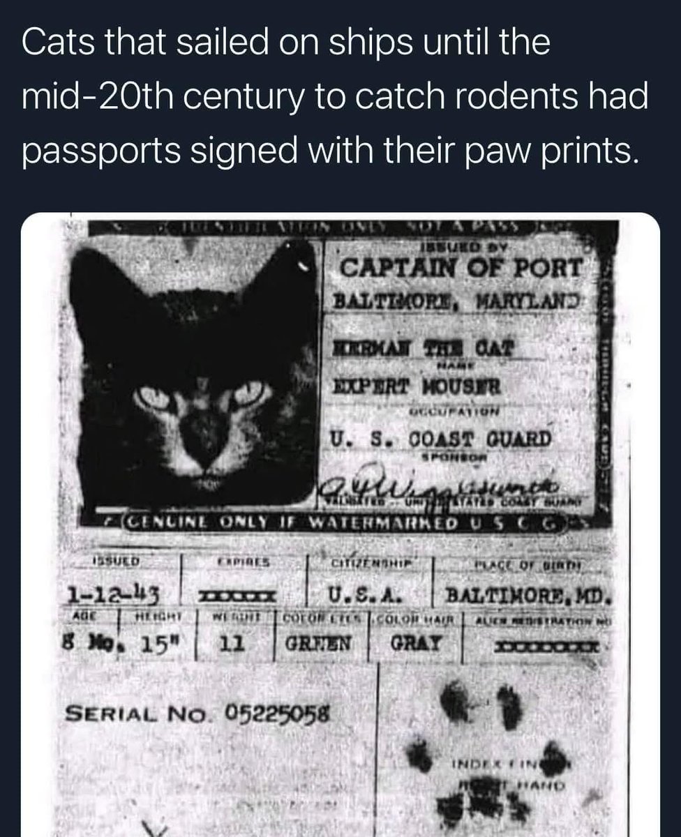 Stars4Esther's tweet photo. If cats could manage to get passports and I.D.'s, then so can Democratics, women, and minorities. True story! #saveact #Grandmasaid https://t.co/bQiVc07MAq
