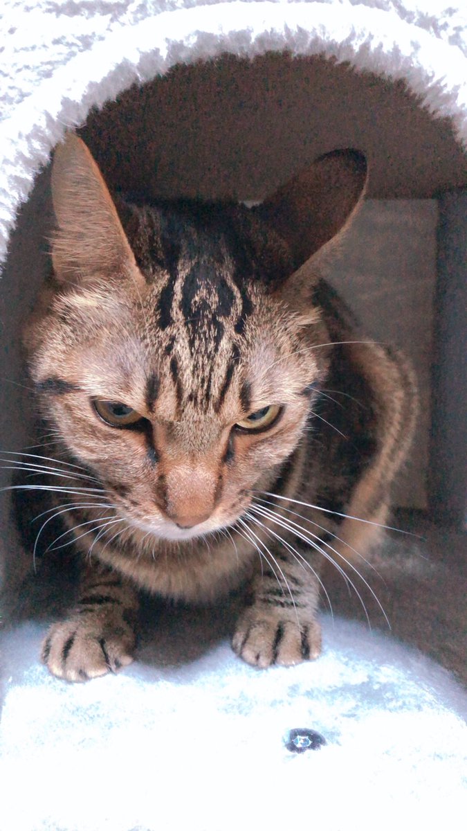 ayango_'s tweet photo. #猫の日 https://t.co/JZI3TDGQfx