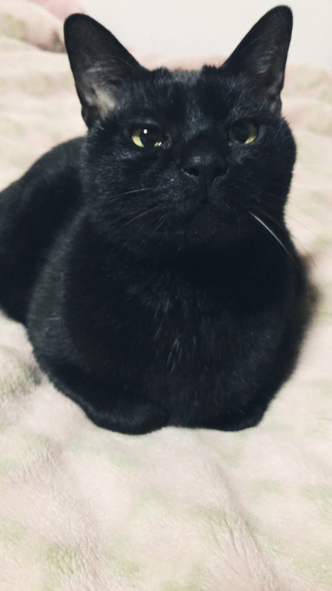 ayango_'s tweet photo. #猫の日 https://t.co/JZI3TDGQfx