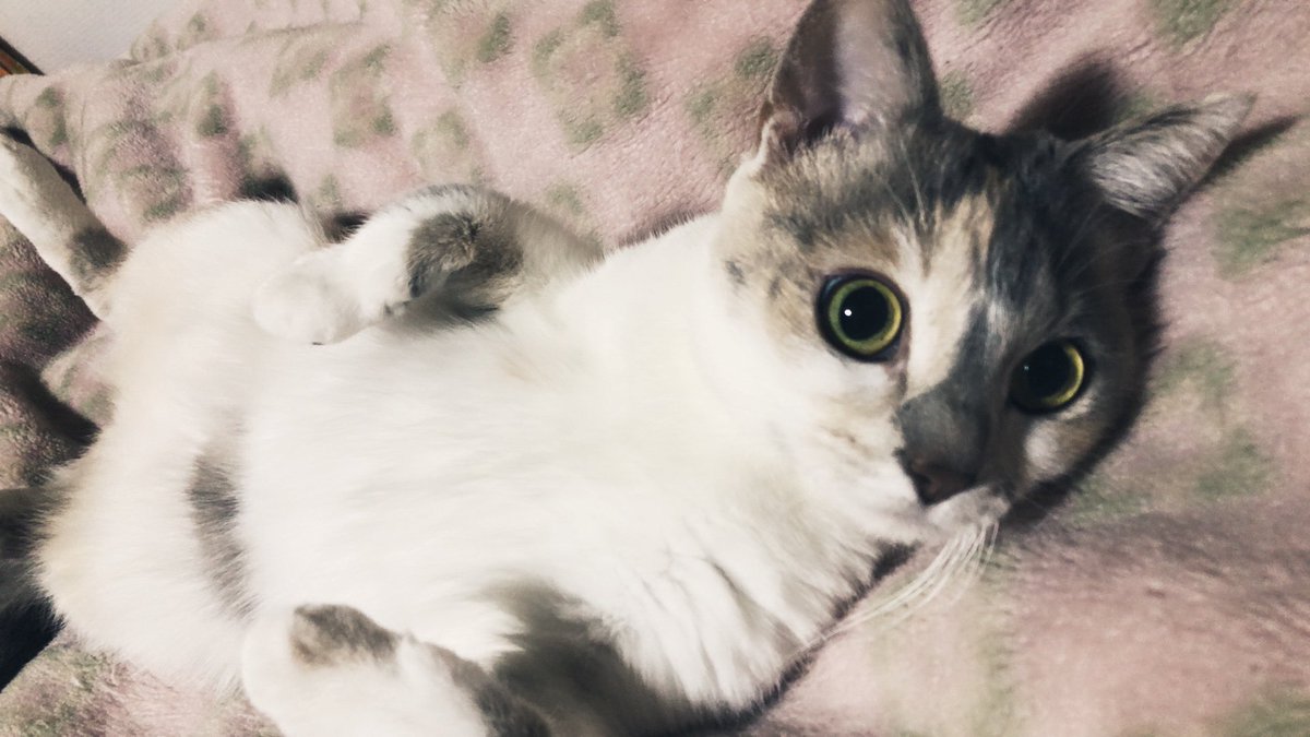 ayango_'s tweet photo. #猫の日 https://t.co/JZI3TDGQfx