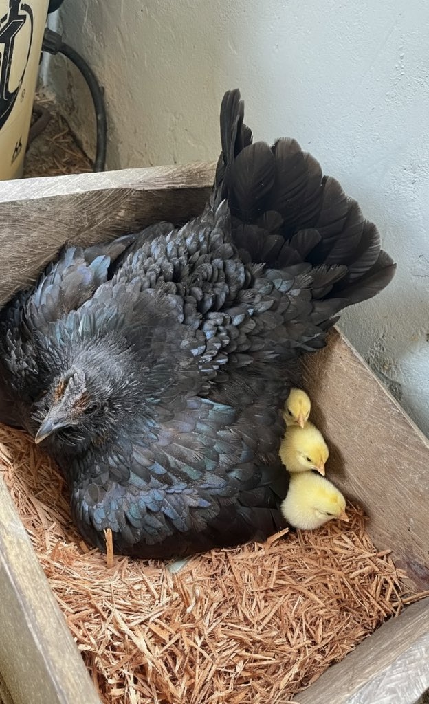 Comelnya ayam ayam ku 🐓✨✨🤌🏻