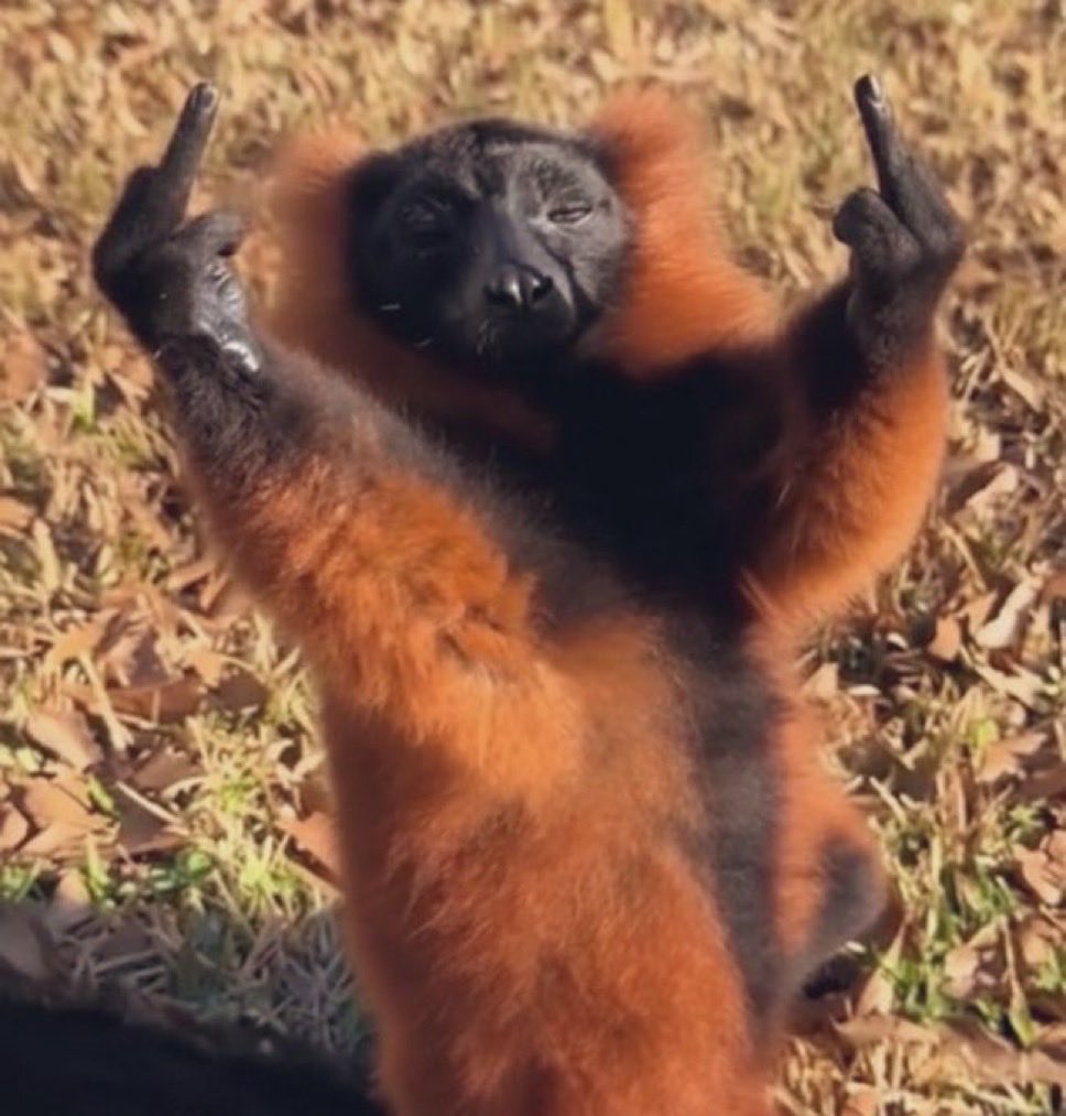 Dip launch pad at $230k has been reached, those panic selling to break even will now have to buy back higher. $bloodnut