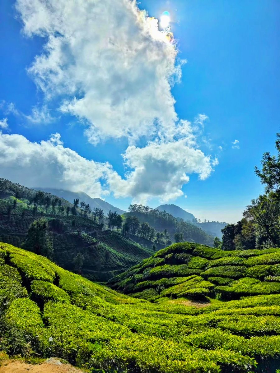 Savnitbharti108's tweet photo. Good morning from tea crop field 🍵☕🌄
#tea #teafield #morningstarcest #INDvsPAK #PerthTanapon #paobc https://t.co/qJa5daDGsM
