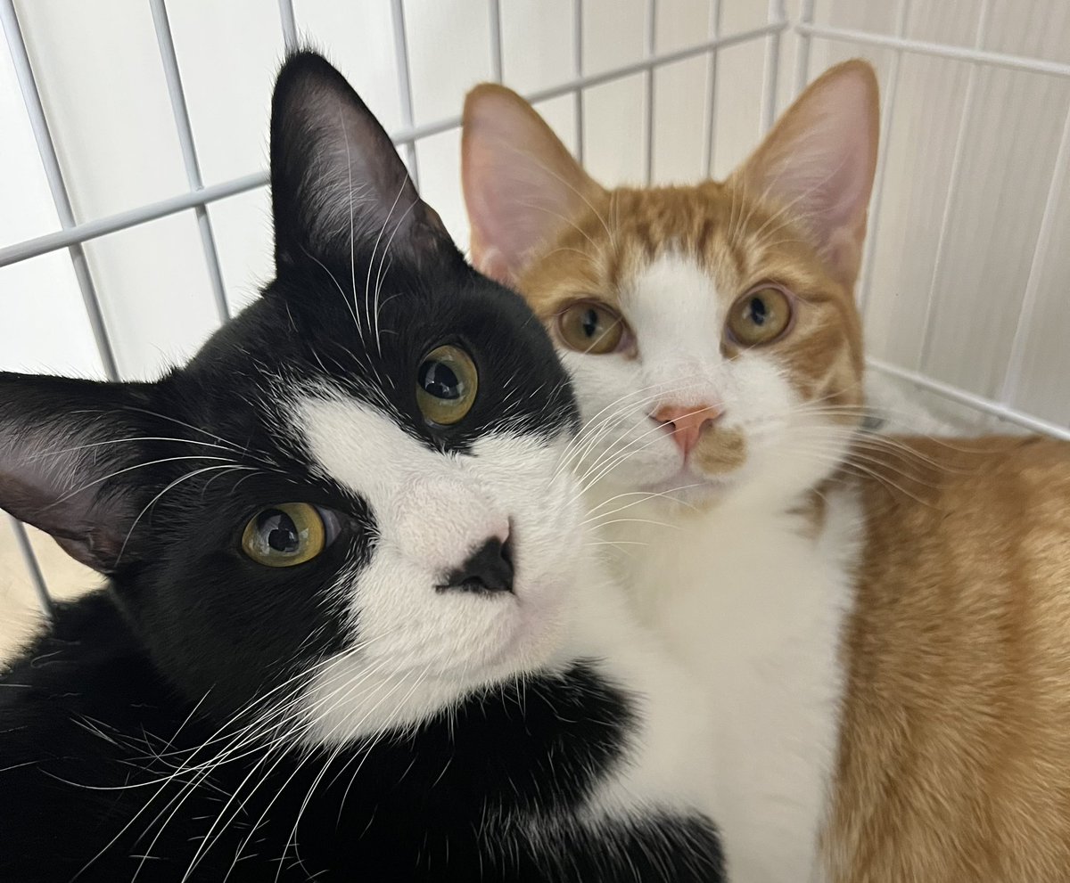 onzk_Leo's tweet photo. 虎鉄🐈‍⬛とシンバ🐈すくすく成長中
#猫の日 https://t.co/uOa3kPuCd0