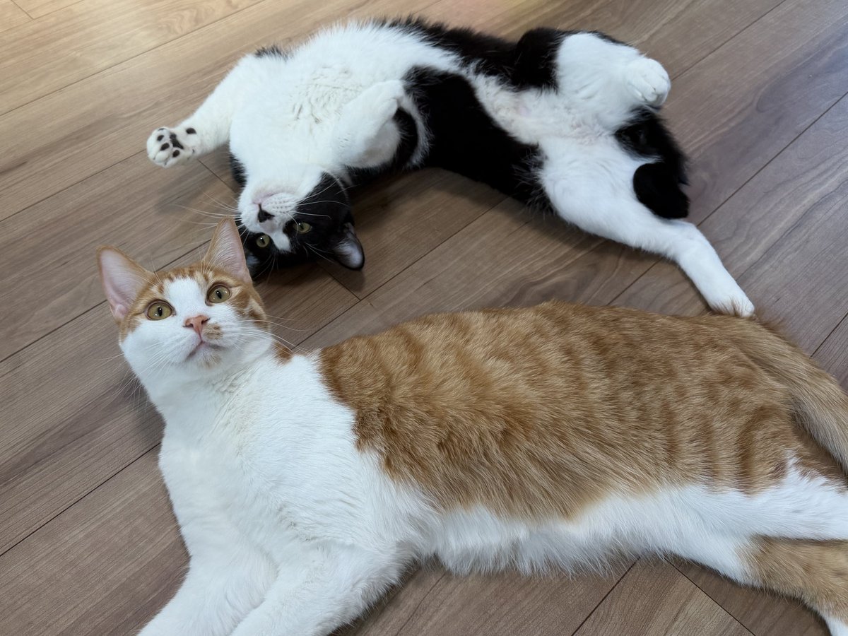 onzk_Leo's tweet photo. 虎鉄🐈‍⬛とシンバ🐈すくすく成長中
#猫の日 https://t.co/uOa3kPuCd0