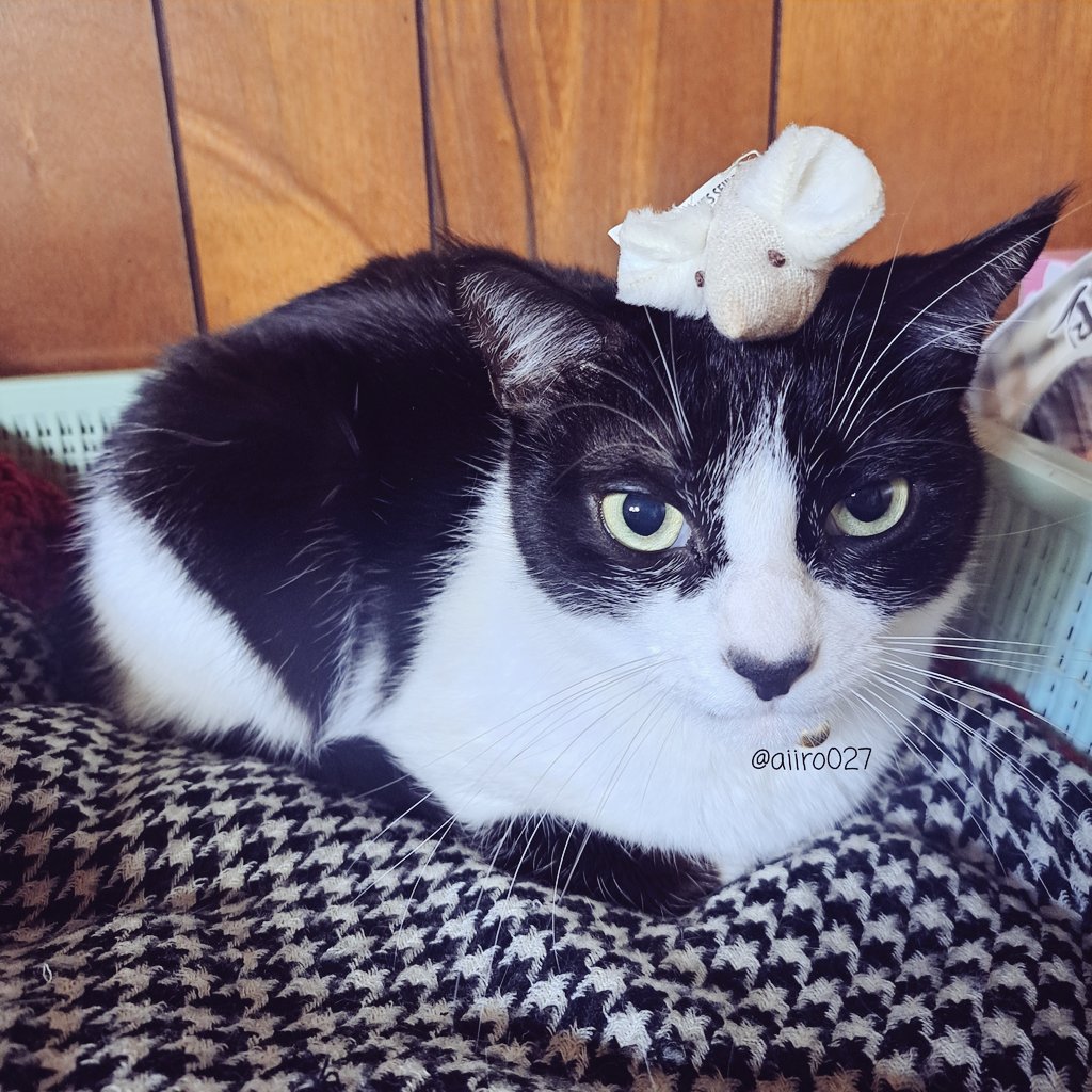 にゃんにゃんにゃんの日ですが絵無いので、代わりにうちの猫を見て😺