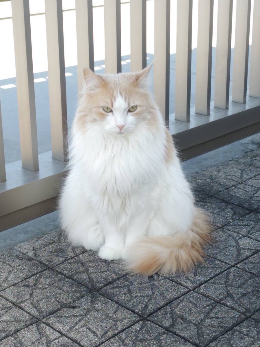 08_coco_11's tweet photo. 猫の日なので愛猫のネイル🐱
 #ねこの日 https://t.co/dqosxq1Qlc
