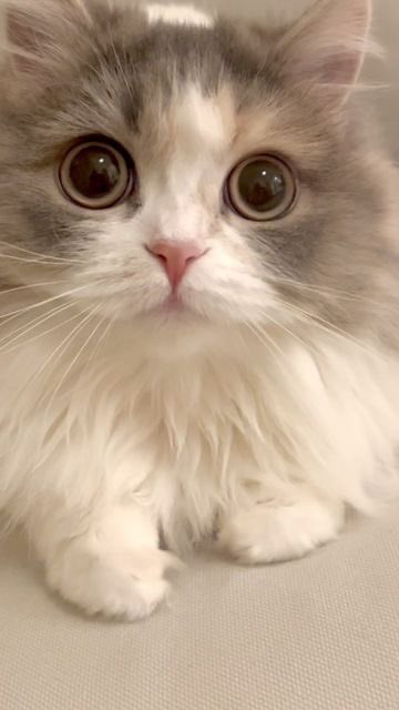 Post by ざちゃん on X: にゃんこ🐈🐾