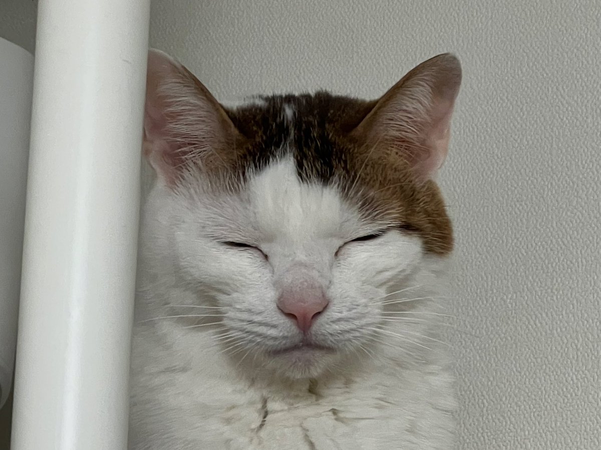 onzk_Leo's tweet photo. 先住猫の茶々丸さん🐈
#猫の日 https://t.co/qK9GJrFHfj