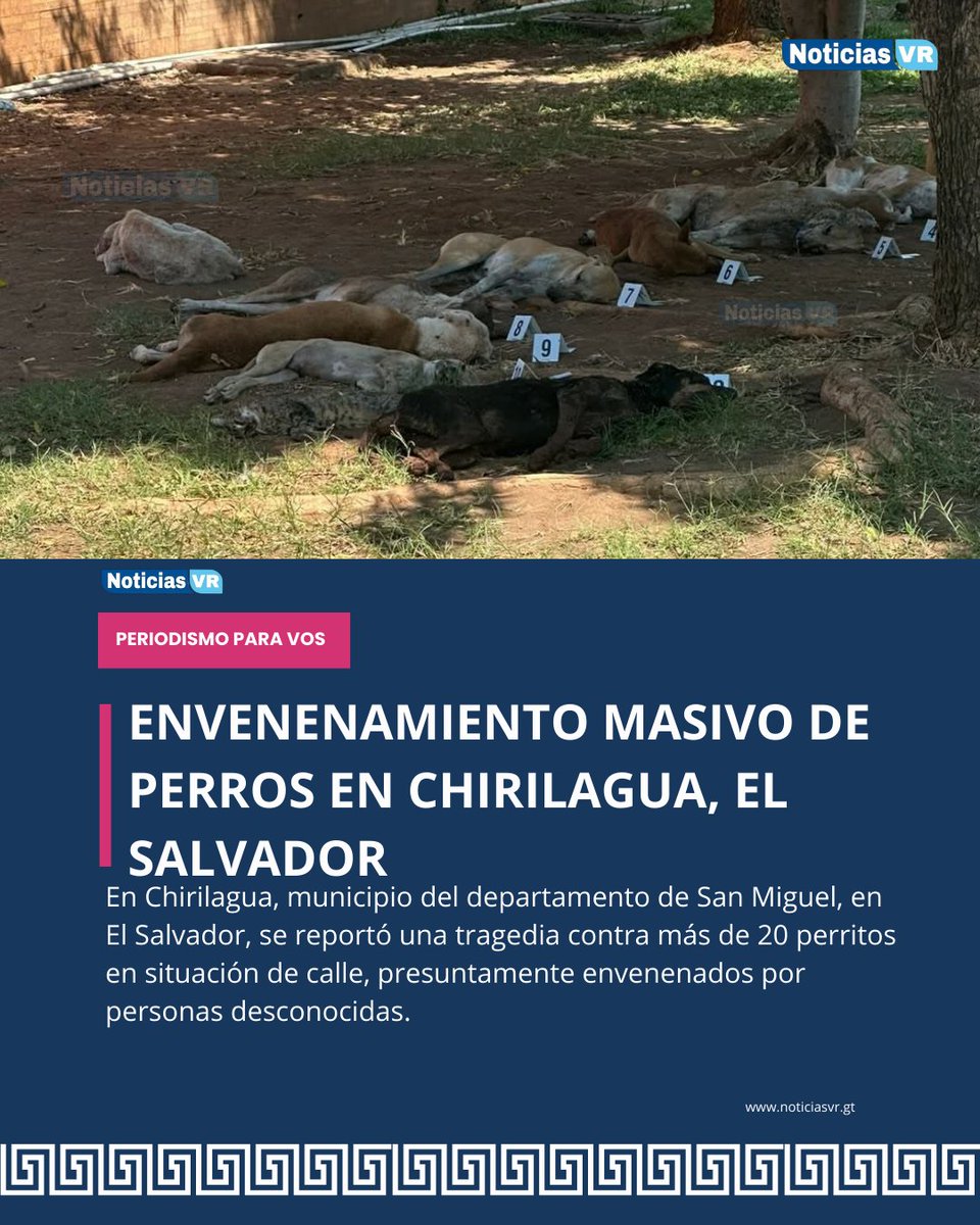 En Chirilagua, municipio del departamento de San Miguel, en El Salvador, se reportó una tragedia contra más de 20 perritos en situación de calle, presuntamente envenenados por personas desconocidas.