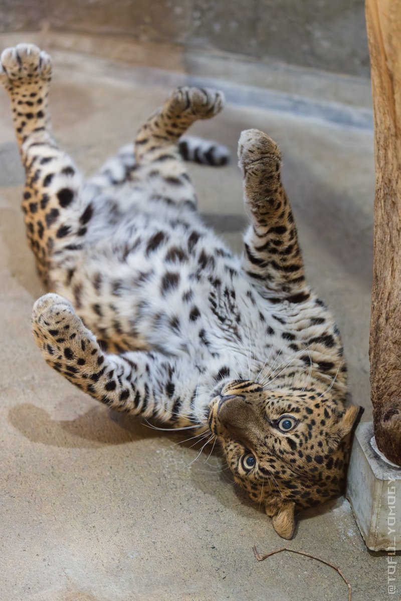 もふもふ！ 📷2026.02 #いしかわ動物園 #アムールヒョウ #コロン