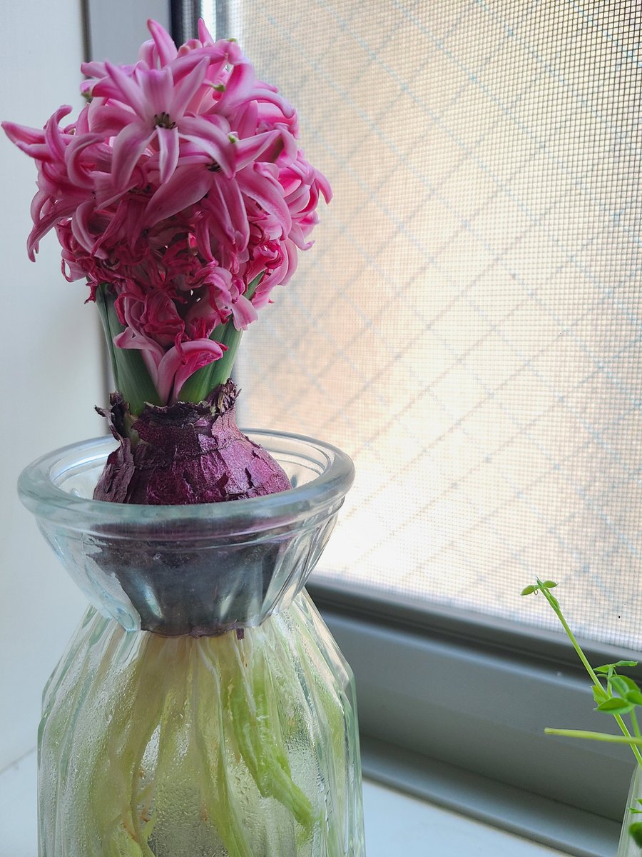 MiiiEdu's tweet photo. ＼ヒヤシンスの水耕栽培🌼／
めちゃくちゃ育ちました💛💛💛

植物が生き物って、小さな子には分かりにくいけど、一緒に【成長】を見ていくと、生きていることが理解できますよね✨

#STEAM教育 #知育 #保育園ママ #年中 #5歳 https://t.co/9M1AOGxQvn