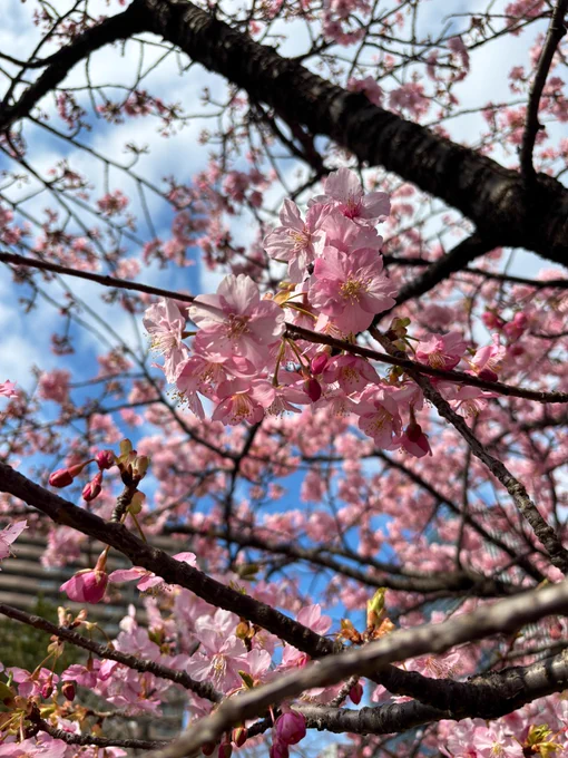 満開の寒桜に大喜び #HAL成長日記