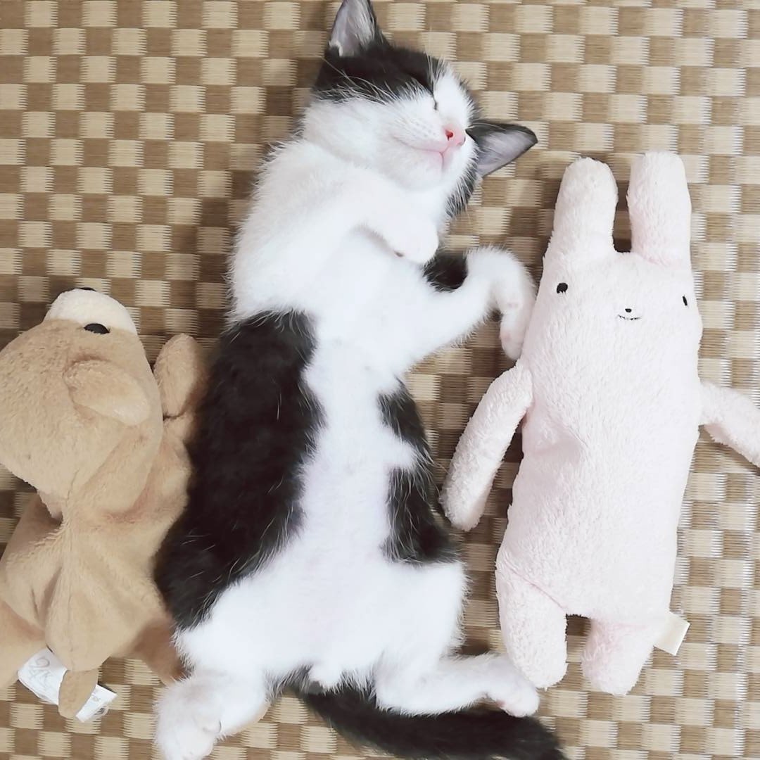 おはいょん🐥✨ 今日は2.22で猫の日だよん🐈 うちのそらちゃんの