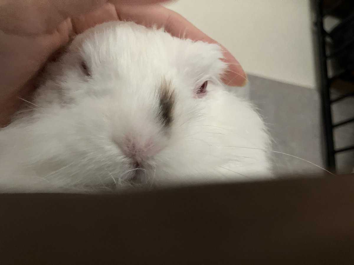最近人間がゴロゴロしてると枕のココに乗ってくるゆきまる
2枚目は寝転がる人間目線で