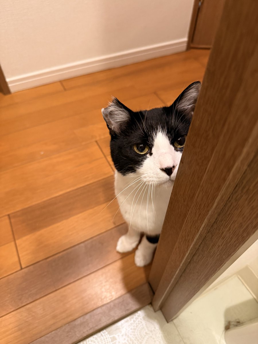 ストーキングねこ