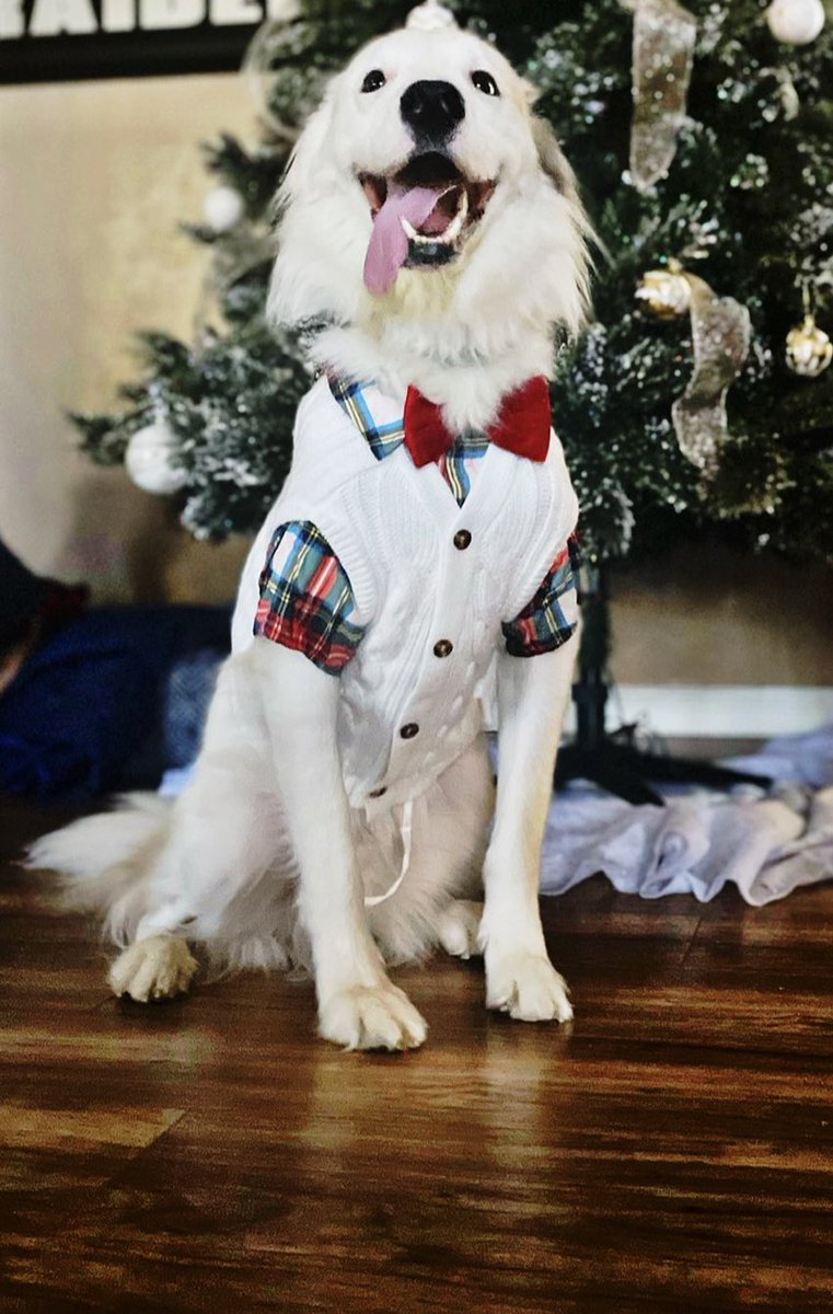 I feel like <a href="/CMPunk/">player/coach</a> would really understand how much I miss Tomas. I’ve been finding his stuff that he had his around the apartment this week and man… I’m sad, but also so glad he knew how loved he was… my sweet soul dog…