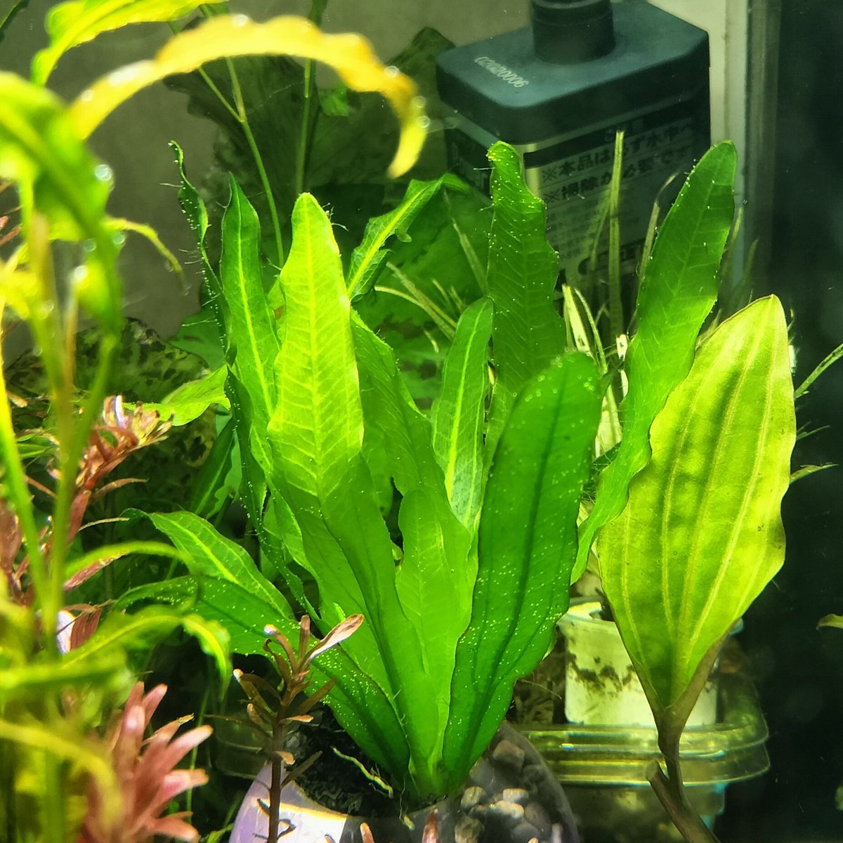 最近譲って頂いた90年代後半のエキノドルスホレマニーリアルなる系統