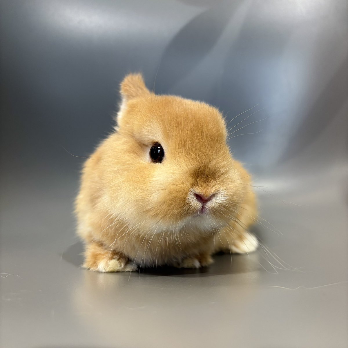 うさちゃんデビューしました！！】 🐰ネザーランドドワーフ 🌈カラー