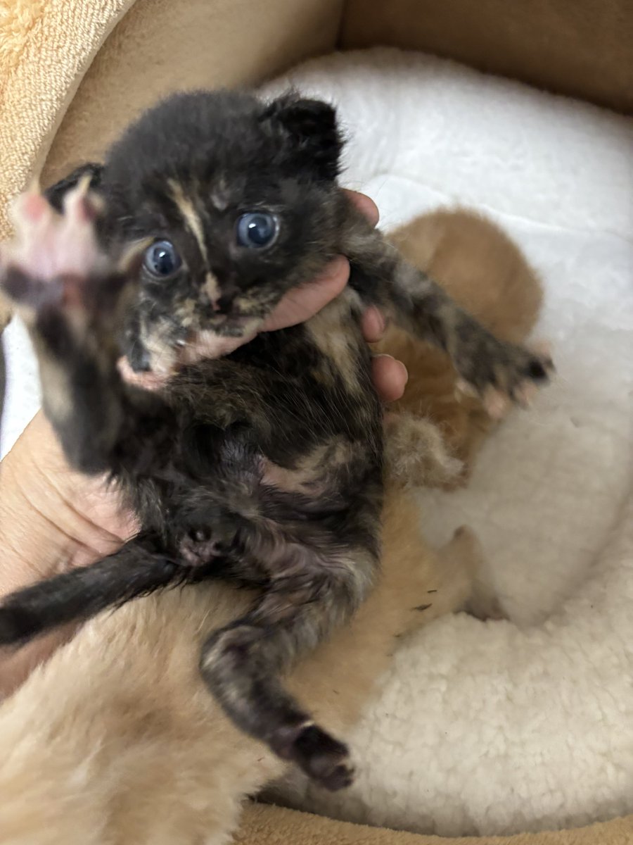 ねこまた (@nabenekoma) / Posts / X