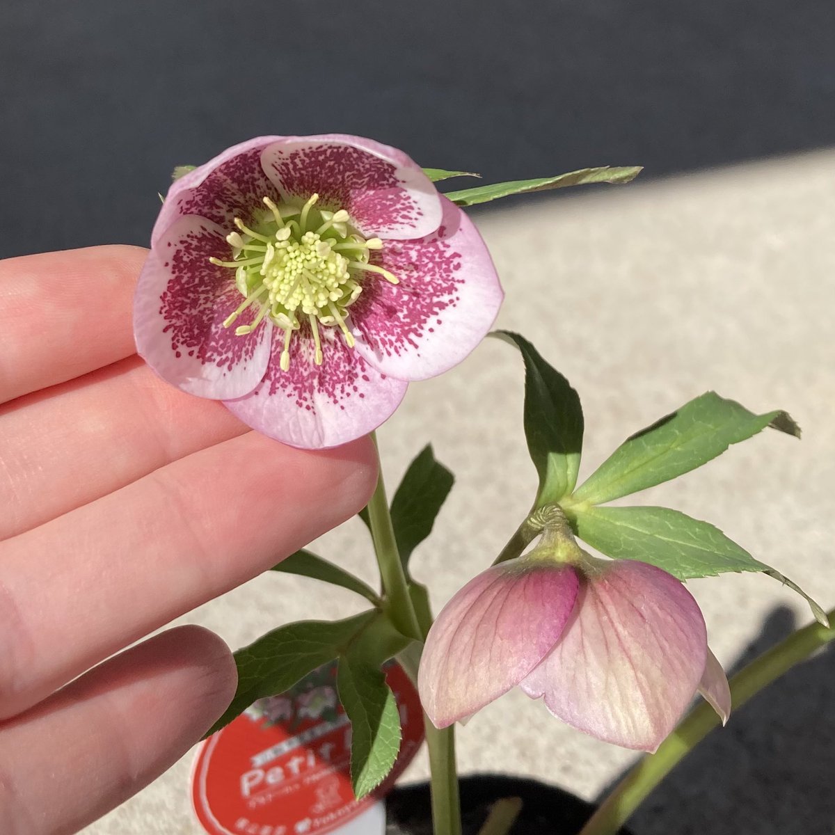 クリスマスローズ展にて購入。 1,2枚目：松村ナーセリーのフルーツ