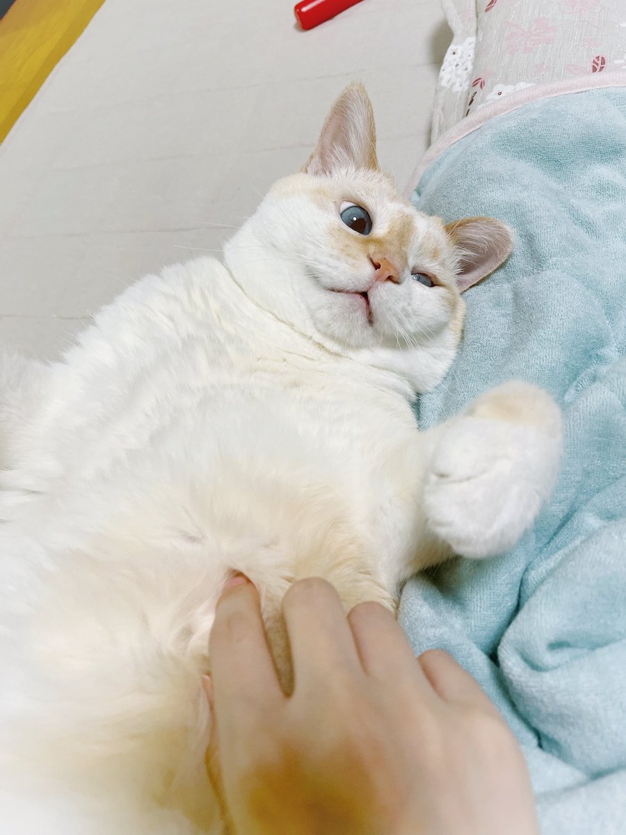 nekono_munage's tweet photo. #猫の日
#猫の日2026 https://t.co/iiZkhXc8mP