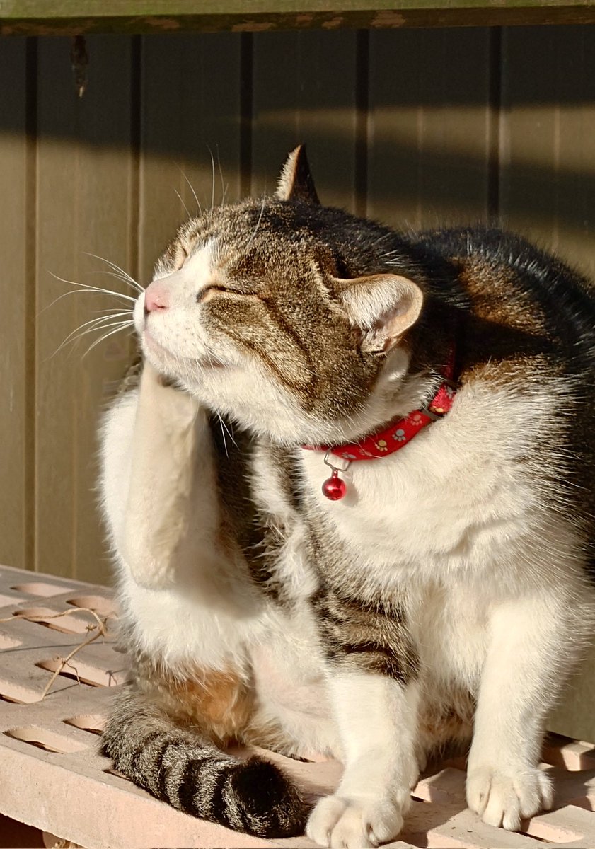 Post by ジョー🐈🐾 on X: 猫の日