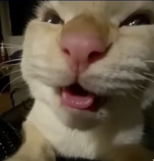 kei🍅 CF22 D50 tweet media