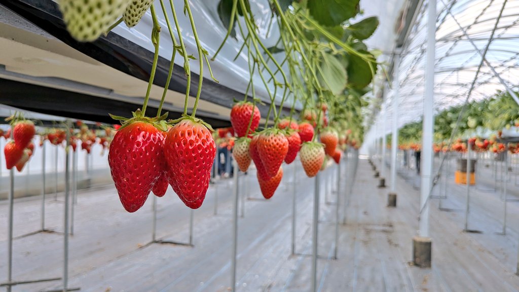 Post by みつさん@ZX636G☄️ on X: いちご狩り来た