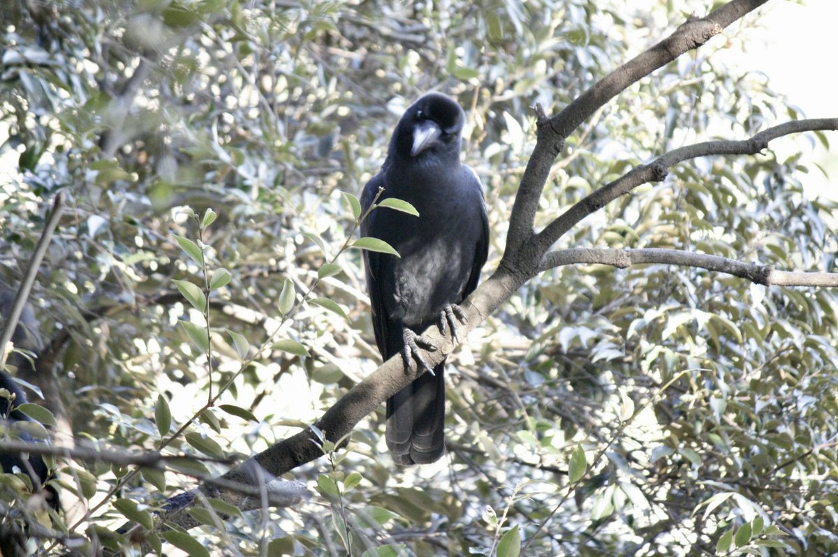 karajarasu's tweet photo. 山中で見かけたカラスさん。
ちょこんととまっています。

首を傾げる様な仕草で
何か考えている様です。

暫くするとにゅっと首を伸ばした後
パタパタと飛び去って行きました。

緑に囲まれて素敵な雰囲気です。

 #カラス
元気に暮らしてね(*^^*) https://t.co/yJhimhhdaj