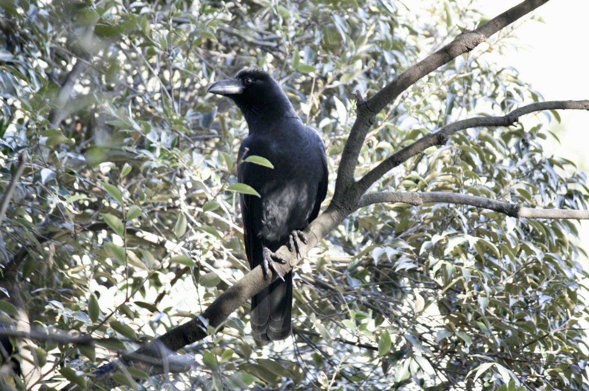 karajarasu's tweet photo. 山中で見かけたカラスさん。
ちょこんととまっています。

首を傾げる様な仕草で
何か考えている様です。

暫くするとにゅっと首を伸ばした後
パタパタと飛び去って行きました。

緑に囲まれて素敵な雰囲気です。

 #カラス
元気に暮らしてね(*^^*) https://t.co/yJhimhhdaj