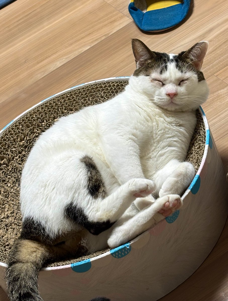 めっしー tweet media