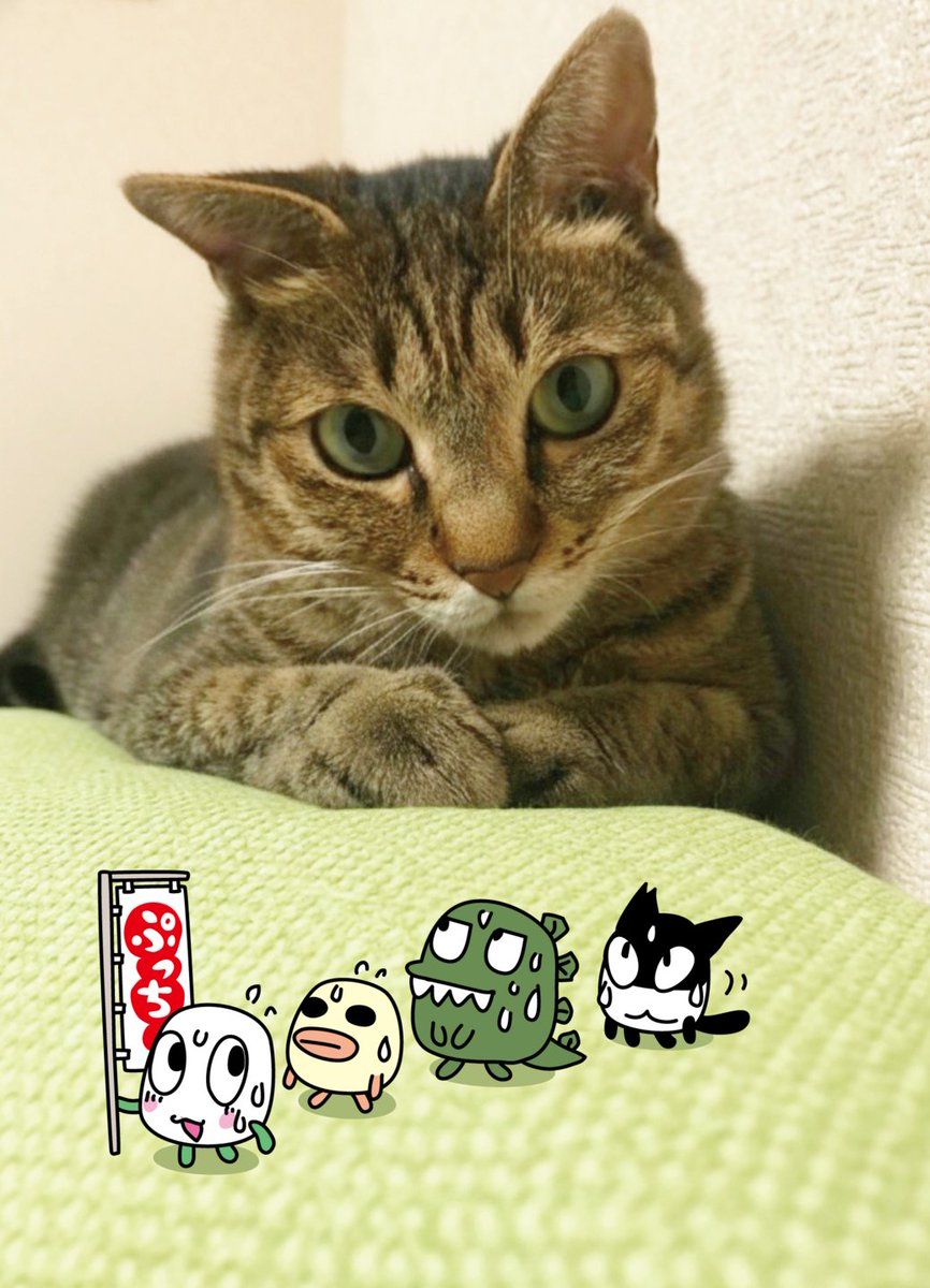 ぷっちょ【公式】 tweet media