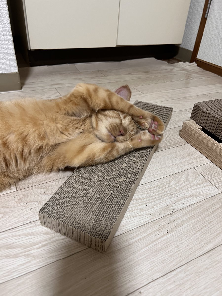 天の邪鬼 tweet media