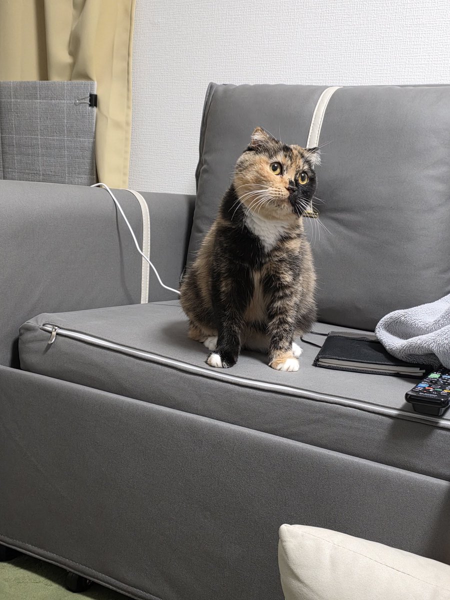 教えてくれてありがとうございます！ さぁ、にゃんにゃんにゃんの日(ФωФ)