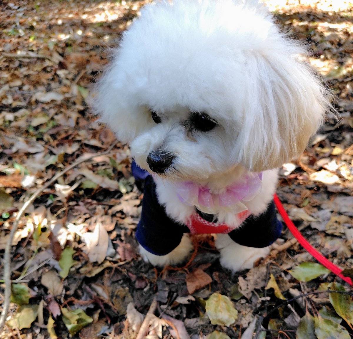 お誕生日 #犬好きさんと繋がりたい #マルプー 1歳になりまちた