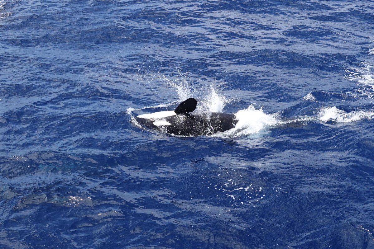 Bretto68 tweet media