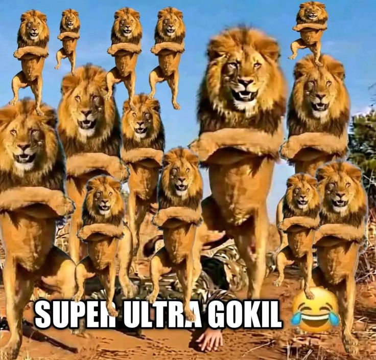 Chanchan! 🪿 hiatus mau utbk tweet media