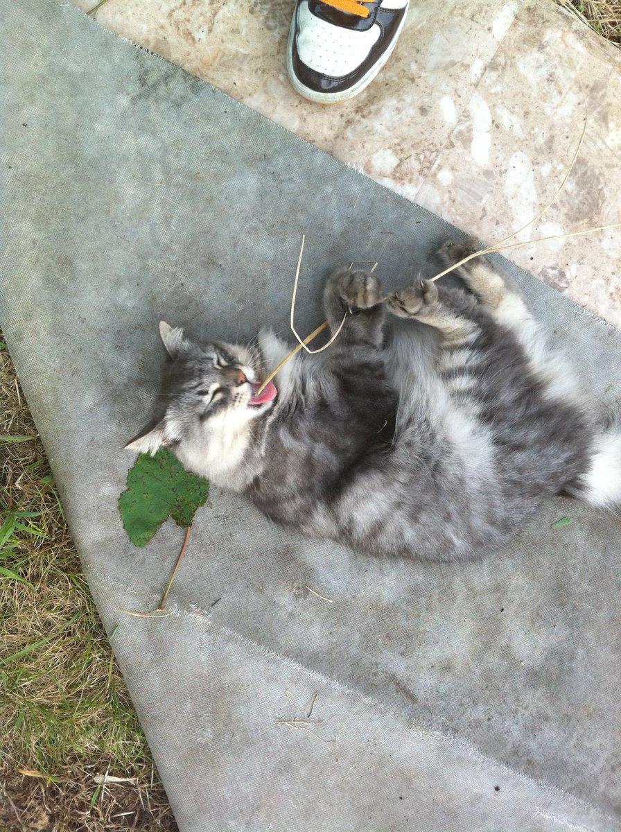 さんそ tweet media