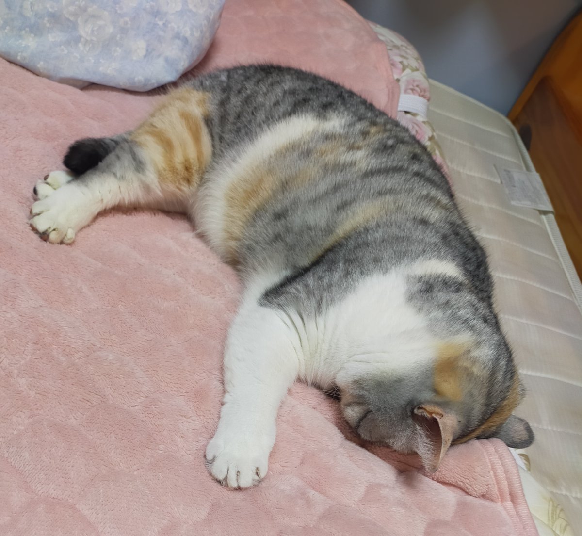 Post by まさまさ(猫・小説) on X: #猫の日