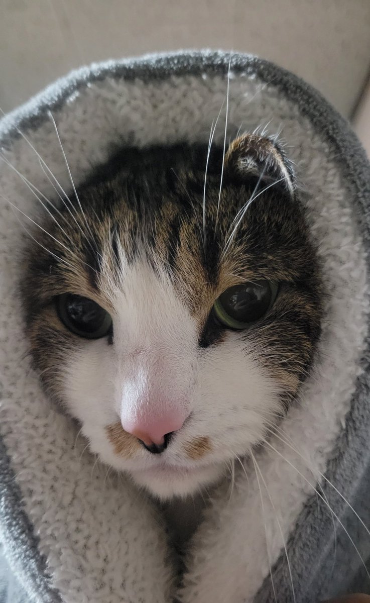 Junici4's tweet photo. ほっかむり猫様♥️
#猫
#猫好き
#猫のいる暮らし https://t.co/1DBCLz89SX