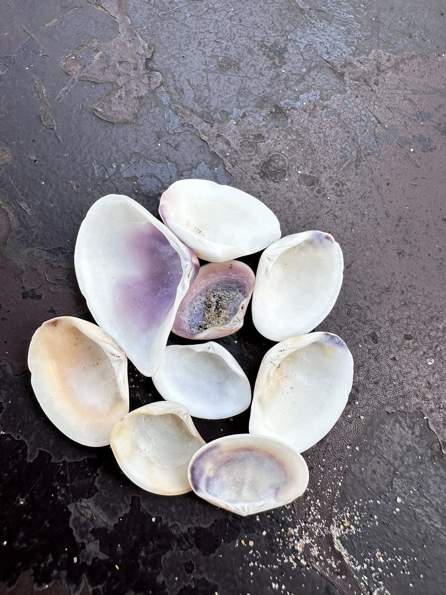 vrundavs's tweet image. Seashells 🐚 at the 🌊 shore
&amp;amp;
The joy of collecting them🩵🩵

The mauve there is such an intriguing hue

#stories the sea whispers ~~~