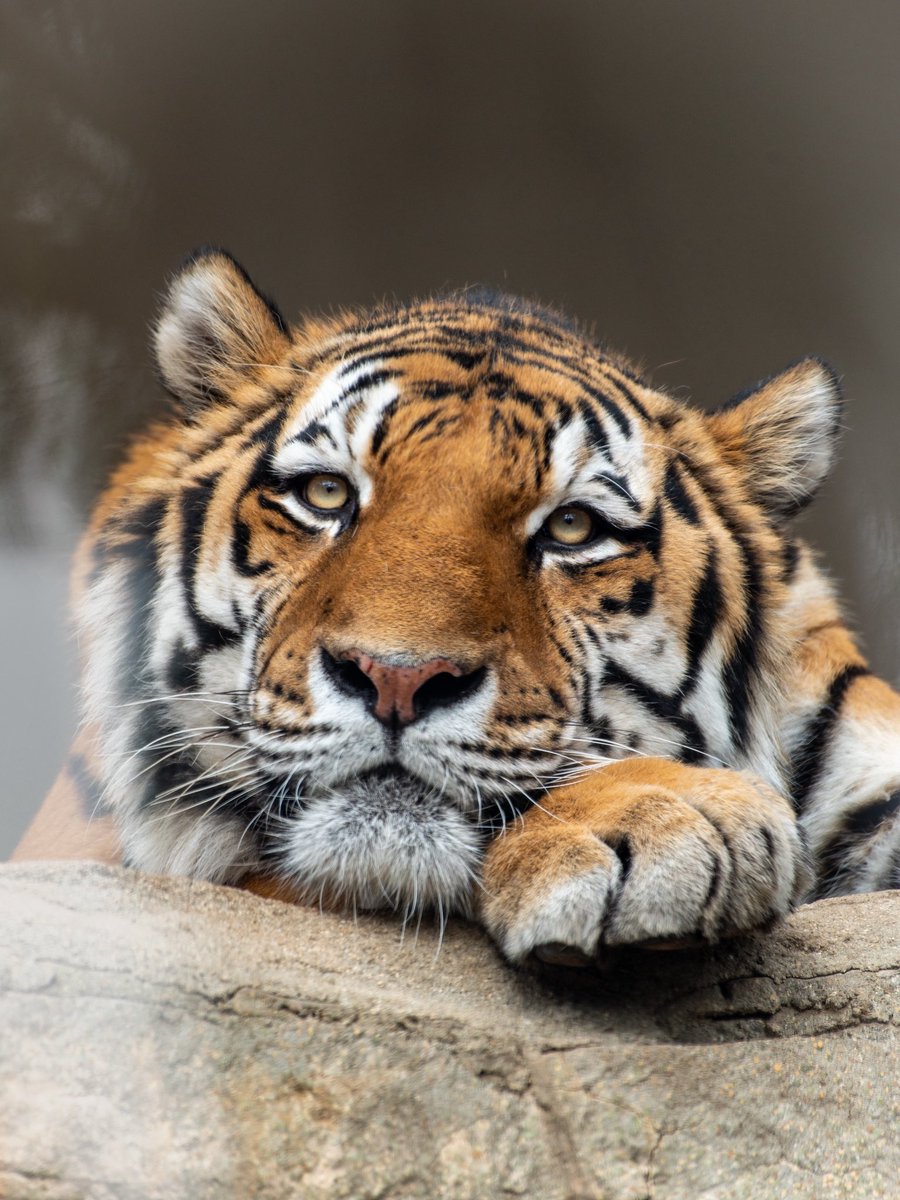 もっちりしてそう