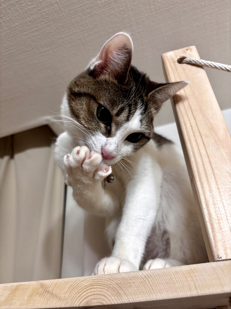 今日は猫の日らしいので😋 #猫の日
