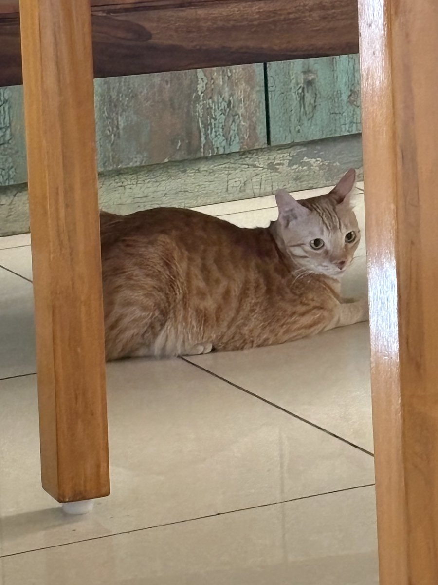 who_nisha's tweet photo. Our #RioVersion was missing for 15-20 minutes. Guess was upto some mischief bcoz look at his nose ππ when he came running to watch via the window, squirrels prancing around https://t.co/KDRdwQcGnW