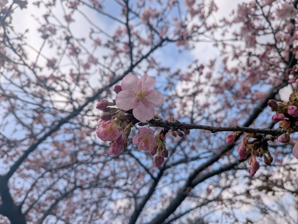 少しずつ…🌸