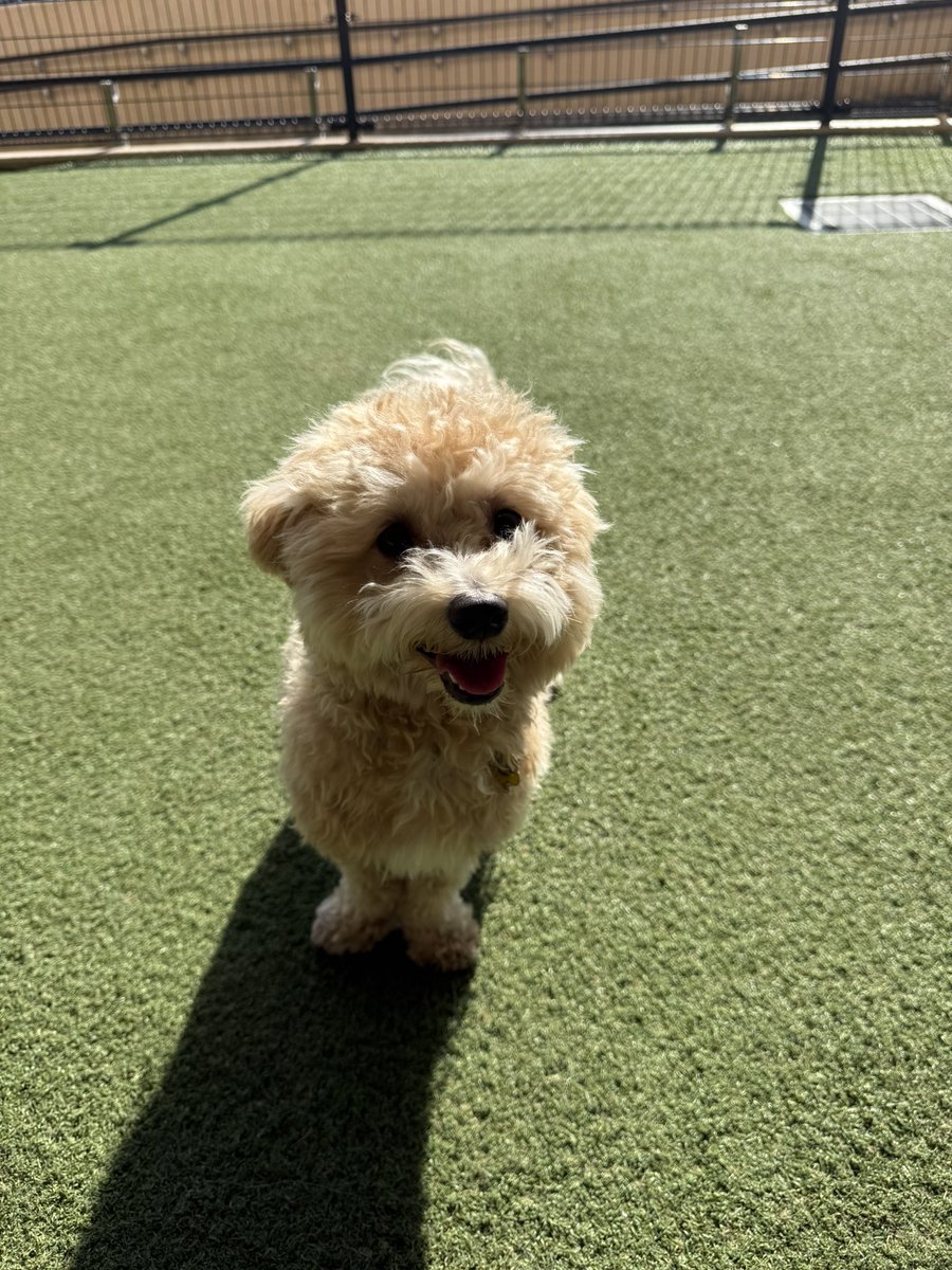 PtBuild's tweet image. 日曜日って最高🐕