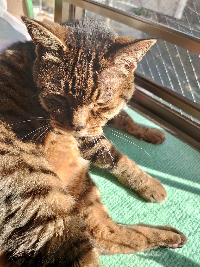 ねこの日と聞いて。我が家のにゃんこたちも見て🤗