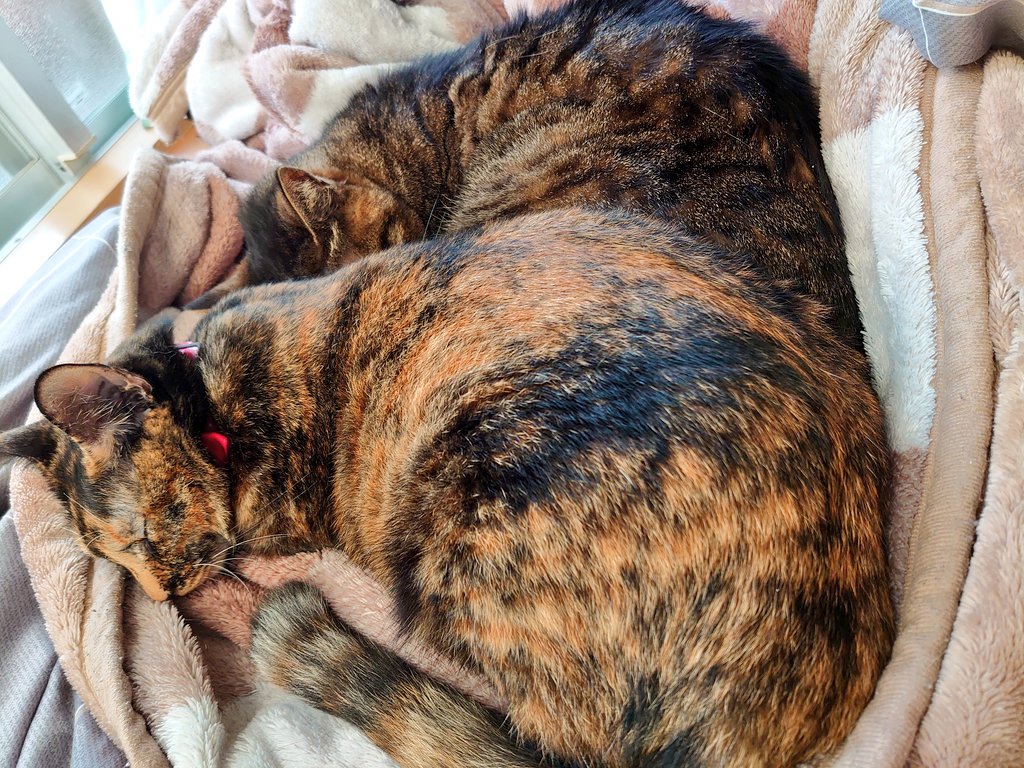 ねこの日と聞いて。我が家のにゃんこたちも見て🤗